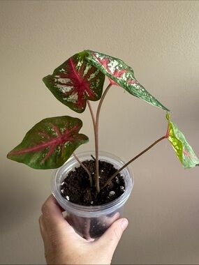 Caladium Carolyn Whorton - Rooted